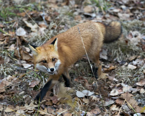 红色狐狸特写 背景模糊 环境和栖息地中的苔藓和秋天的褐色叶子显示狐狸尾巴 狐狸毛和镜头 — 图库照片