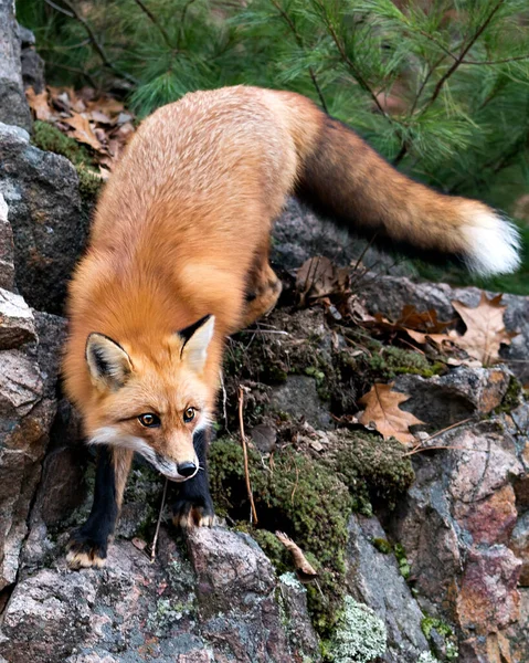 Red fox close-up profile view standing on a big moss rock with a pine tree background in its environment and habitat displaying fox tail, bushy tail, fox fur.