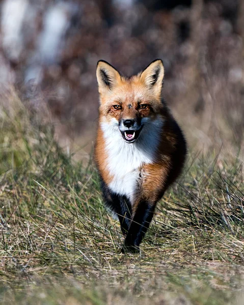 Red Fox running towards you with sunlight in its eyes with a blur background in its environment and habitat, displaying fox teeth, open mouth, fox fur with a smile, birth mark between eyes.
