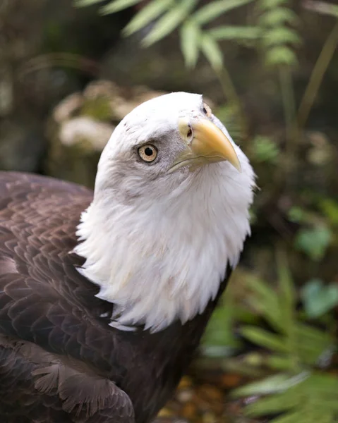 Bald Eagle bird head close-up profile view with blur background displaying its white head, yellow beak, eyes, brown feather plumage in its environment and habitat.