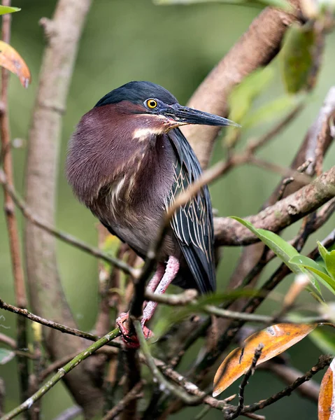 Green Heron bird close-up profile view perched on a branch displaying blue feathers, body, beak, head, eye, feet with a blur background in its environment and habitat.  Green Heron Stock photo. Image. Picture. Portrait. Photo.