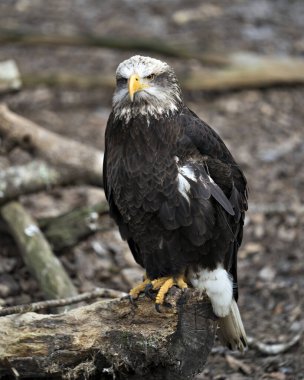 Kel Kartal juveile profil görüntüsü bir kütüğe tünemiş, tüyler, beyaz kafa, göz, gaga, pençeler, tüyler, bulanık arka planda ve çevrede.