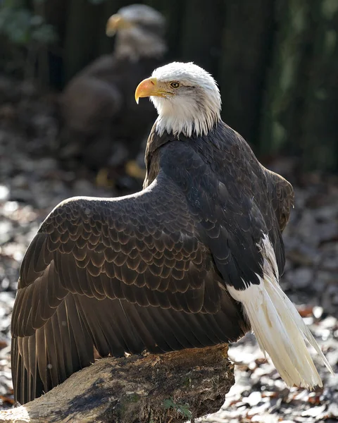 Bald Eagle Close Profile View Spread Wings Exibindo Plumagem Penas — Fotografia de Stock