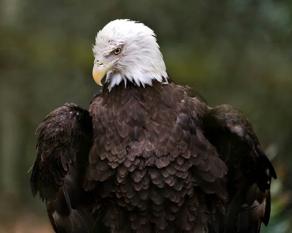 Bald Eagle Head Close Profile View Looking Ground Blur Background — Fotografia de Stock