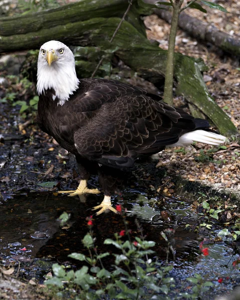 Calvo Águila Vista Primer Plano Del Perfil Río Con Fondo — Foto de Stock