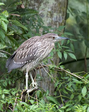 Siyah taçlı Gece Balıkçıl yavru kuş kahverengi tüy tüylerini, gövdesini, başını, gözünü, gagasını doğal ortamında ve yeşillik arka planında gösteren bir dala tünemişti..