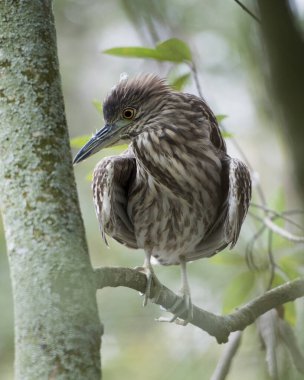 Black crowned Night-heron juvenile bird perched on a branch displaying brown feather plumage, body, head, eye, beak in its habitat and environment with a foliage background. clipart