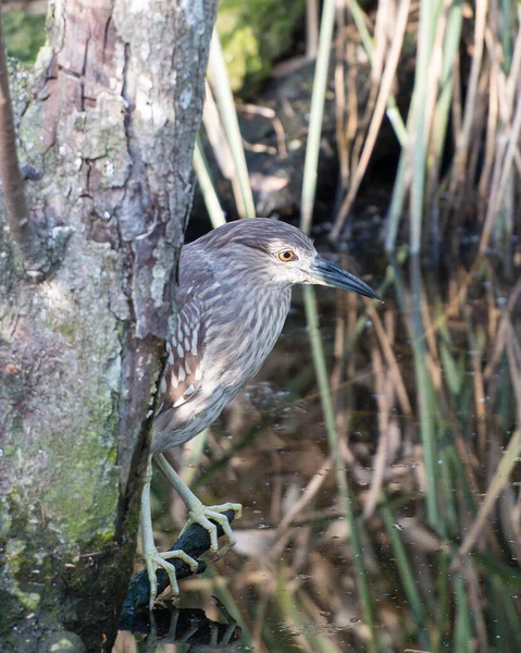 Schwarzgekrönter Nachtreiher Jungvogel Hockt Auf Einem Ast Und Zeigt Braune — Stockfoto