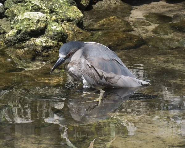 Oiseau Héron Nocturne Couronné Noir Baignant Dans Eau Avec Réflexion — Photo