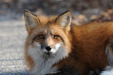 Red Fox animal head close-up profile view the forest in its surrounding and environment displaying yellowish red fur, head, eyes, ears, nose with a blur background.  Fox image. Fox Picture. Fox portrait.