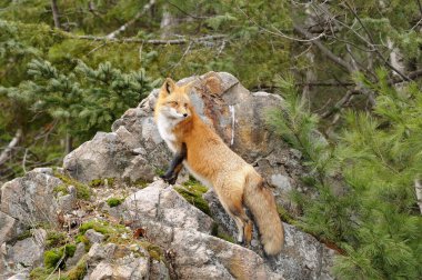 Red Fox close-up profile view the forest on a big rock with coniferous trees background in its habitat and environment displaying bushy tail, yellowish red fur, body, head, eyes, ears, nose, paws.