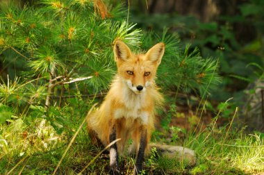 Kırmızı Tilki 'nin yakın plan profil görüntüsü çevresindeki çam ağacı iğnesi arkaplanı ve doğal ortamında kameraya bakıyor. Tilki görüntüsü. Tilki portresi. Tilki resmi.