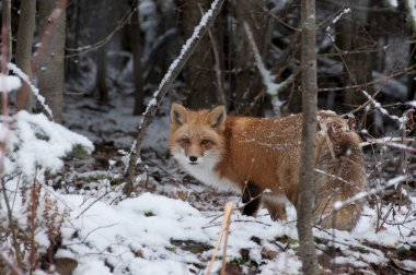 Fox Red Fox animal  in the forest in the winter season in its surrounding and environment  exposing its body, head, eyes, ears, nose, paws, tail with a forest background and snow.