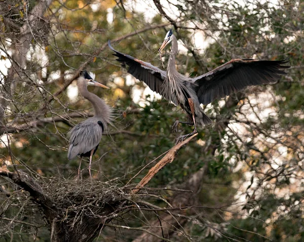 Blue Heron Fåglar Boet Med Grenar Näbben Bygga Boet Med — Stockfoto