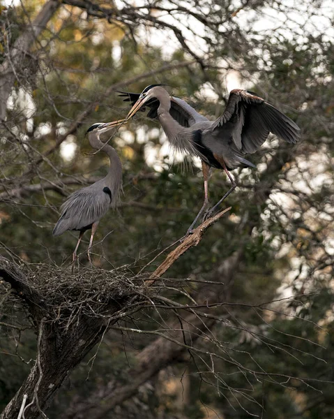 Blue Heron Fåglar Boet Med Grenar Näbben Bygga Boet Med — Stockfoto