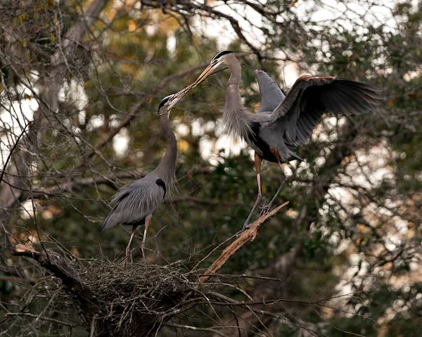 Blue Heron Fåglar Boet Med Grenar Näbben Bygga Boet Med — Stockfoto