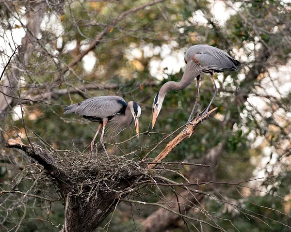 Blue Heron Fåglar Boet Med Grenar Näbben Bygga Boet Med — Stockfoto