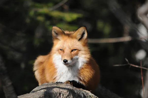 Red Fox Head Close Profile View Forest Its Habitat Environment — Foto Stock