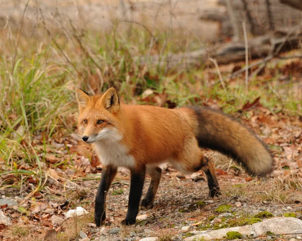 Fox Užívá Své Okolí — Stock fotografie