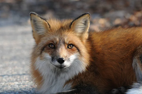 Red Fox Animal Head Close Profile View Forest Its Surrounding — Stockfoto
