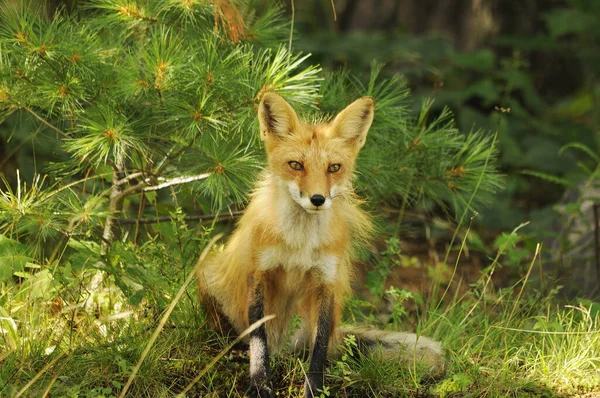 環境や生息地に松の木の針の背景とレッドフォックスのクローズアッププロフィールビューとカメラを見て フォックス画像 狐の肖像画 — ストック写真