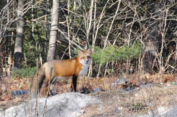 Red Fox in the forest standing on a rock with forest background in its environment and habitat, displaying fox tail, fox fur.