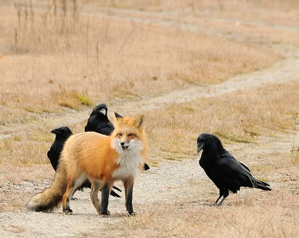 Fox Animal Field Three Ravens Displaying Yellow Orange Fur Ears — Foto Stock