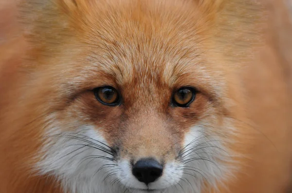 Red Fox Animal Head Close Profile View Displaying Its Eyes Stock Photo