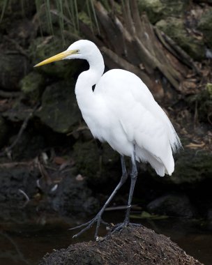 Great White Egret 'in yakın plan profil görüntüsü suyun kenarında duruyor. Çevresi ve habitatı bulanık. Görüntü. Portre. Görüntü. Fotoğraf..