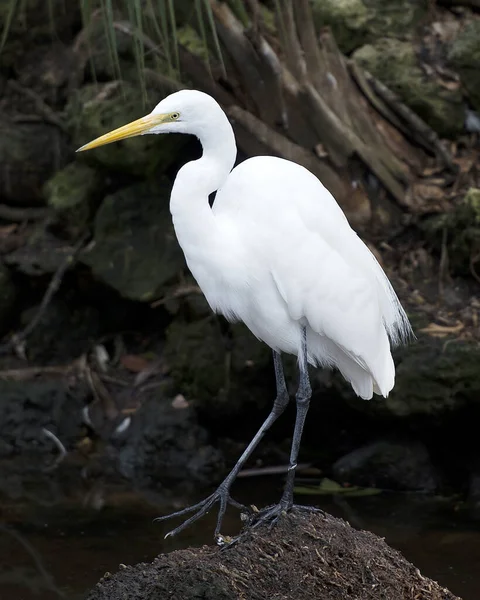 Great White Egret 'in yakın plan profil görüntüsü suyun kenarında duruyor. Çevresi ve habitatı bulanık. Görüntü. Portre. Görüntü. Fotoğraf..