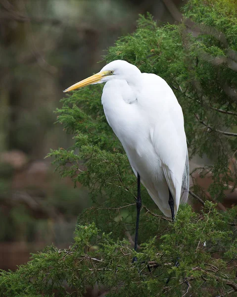 Great White Egret Perched Displaying Its Body Head Beak Eye — 스톡 사진