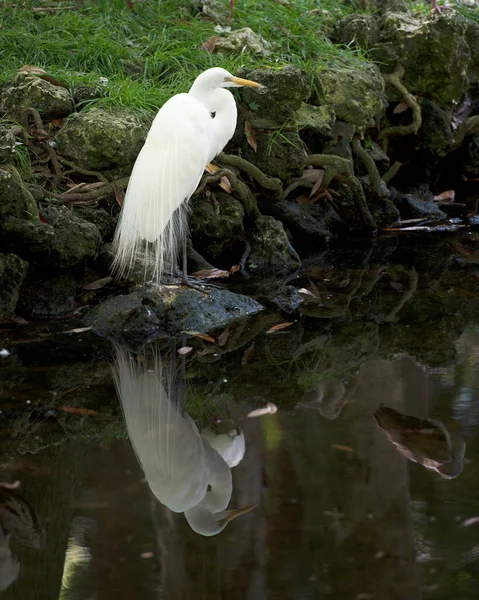 Great White Egret Standing Water Reflection Displaying White Feather Plumage — 图库照片