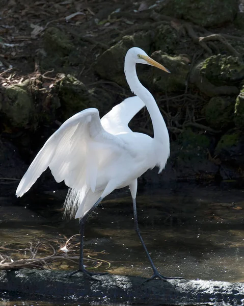 Great White Egret Water Spread Wings Its Environment Habitat Displaying — Fotografia de Stock
