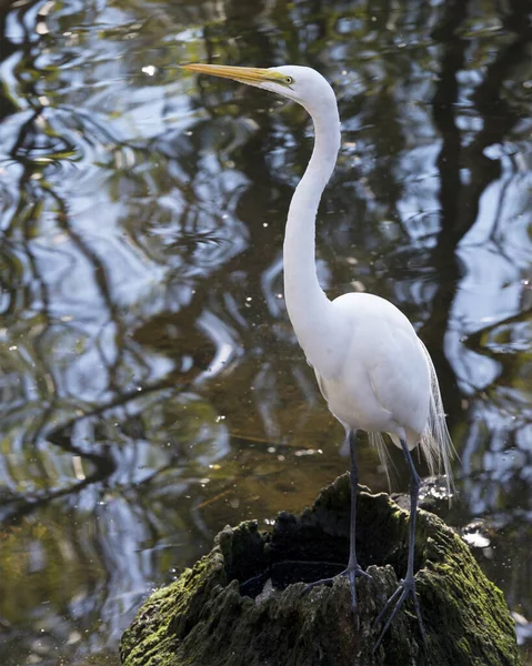 Great White Egret Standing Water Moss Stump Its Environment Habitat — 图库照片