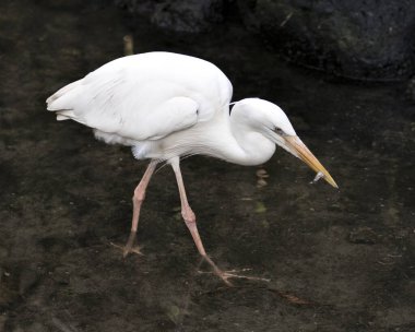 White Heron bird close-up profile view eating a minnow, displaying white plumage, body, head, eye, beak, long neck, with black background in its environment and habitat.