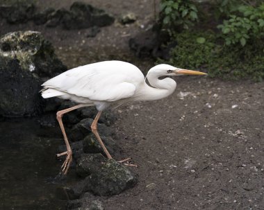 White Heron bird close-up profile view displaying white plumage, body, head, eye, beak, long neck, with foliage background in its environment and habitat.
