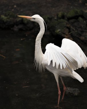 White Heron close-up profile view displaying its white feathers plumage, spread wings, body, head, eye, beak, long neck, with blur background in its environment and habitat.