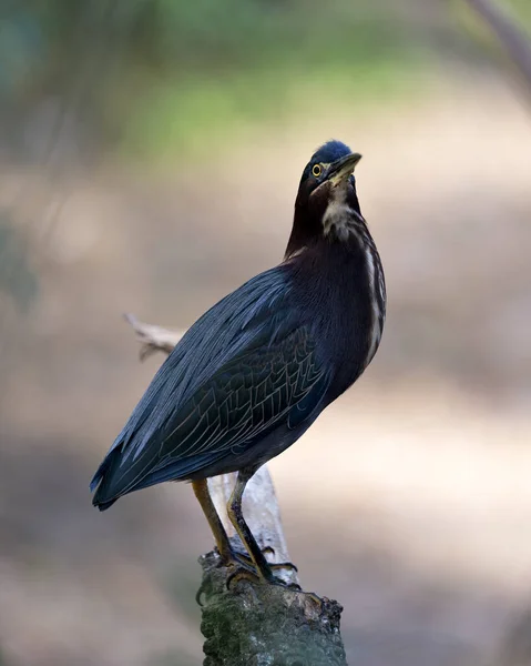 Green Heron Bird Close Profile Perched Branch Bokeh Background Displaying — 스톡 사진