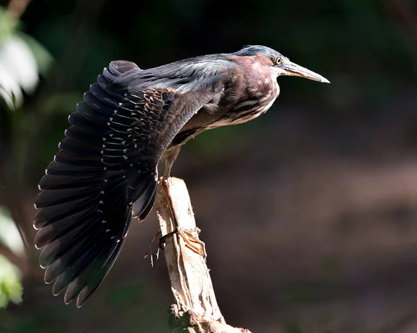 Green Heron Bird Perched Branch Basking Sunlight Displaying Blue Feathers — 스톡 사진
