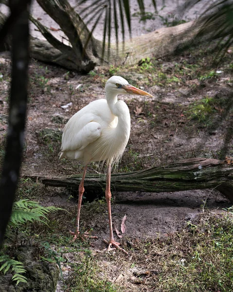 White Heron Close Profile View Displaying Its White Feathers Plumage — Stock fotografie