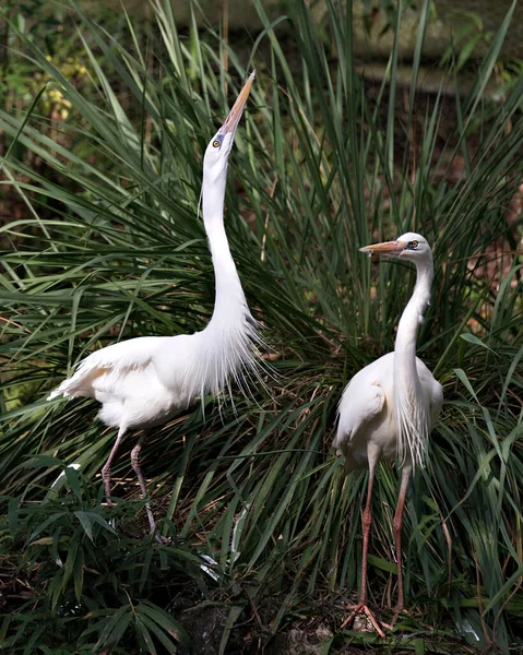 White Heron Couple Close Profile View Interacting Displaying White Feathers —  Fotos de Stock
