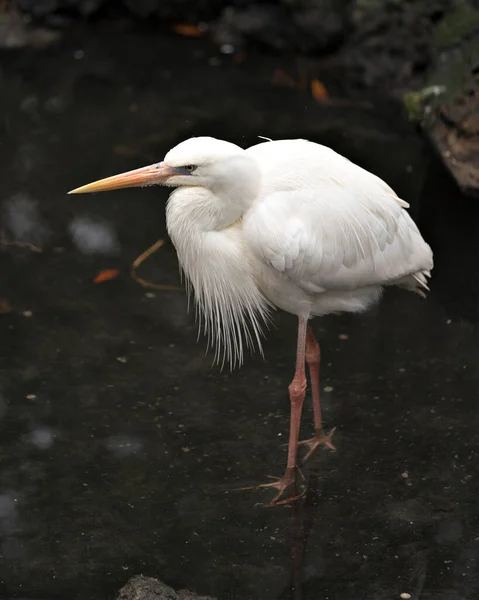 Weißreiher Vogel Nahaufnahme Des Profils Mit Weißem Federkleid Körper Kopf — Stockfoto