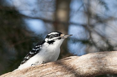 Ağaçkakan, ormandaki yaşam alanı ve çevresi bulanık bir dala tünemiş..