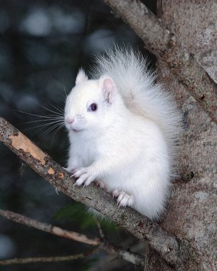 Ormandaki bir ağaç dalında oturan albino sincap güzel beyaz kürkünü, gövdesini, başını, kırmızı gözlerini, pembe kulaklarını, pençelerini, pençelerini ve yaşam alanını ve çevresini gösteriyor..