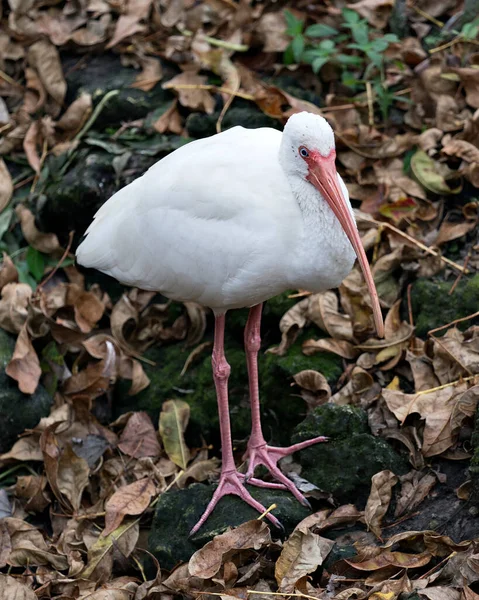 Blanc Ibis Oiseau Gros Plan Vue Profil Debout Sur Rocher — Photo