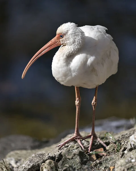 White Ibis Close Profile View Water Blur Background Displaying White — Stock Fotó