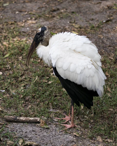 Wood Stork Bird Close Exibindo Seu Corpo Cabeça Bico Olho — Fotografia de Stock