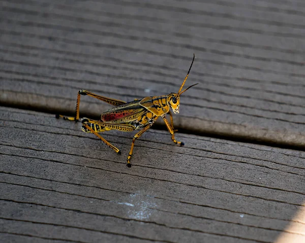 Amarelo Grasshopper Florida Descansando Bordo Passeio Seu Ambiente Habitat — Fotografia de Stock