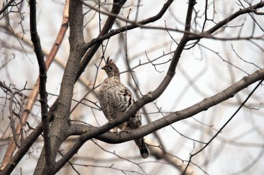 Keklik kuşu profili sonbahar mevsiminde ormandaki bir ağaç dalına tünemiş ve çevresindeki ve yaşam alanındaki kahverengi tüyleri sergiliyor.