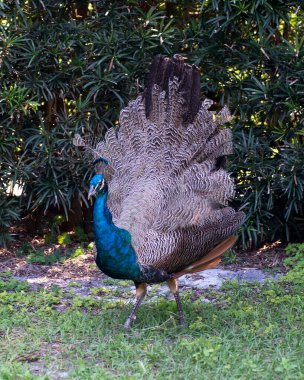 Tavuskuşu yakından profili, güzel renkli kuş. Tavuskuşu, pervane kuyruğunda göz lekeleri, baş süslemesi olan mavi-yeşil tüyleri olan, tren tüyleriyle özenle hazırlanmış yelpazeyi sergiliyor..